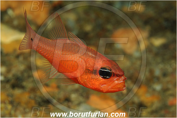 Island Susac, Croatia, Adriatic sea, Mediterranean sea, Apogon imberbis, Apogon, Apogonidae, Mediterranean cardinalfish, Cardinalfish, Fish, Male, Eggs in mouth