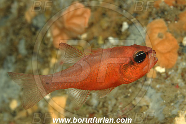 Island Susac, Croatia, Adriatic sea, Mediterranean sea, Apogon imberbis, Apogon, Apogonidae, Mediterranean cardinalfish, Cardinalfish, Fish, Male, Eggs in mouth