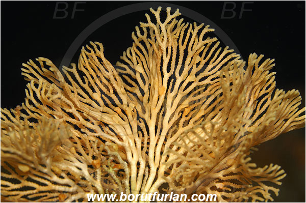 Island Susac, Croatia, Adriatic sea, Mediterranean sea, Hornera frondiculata, Hornera, Horneridae, Bryozoa, Bryozoan