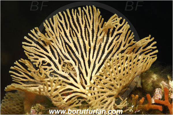 Island Susac, Croatia, Adriatic sea, Mediterranean sea, Hornera frondiculata, Hornera, Horneridae, Bryozoa, Bryozoan