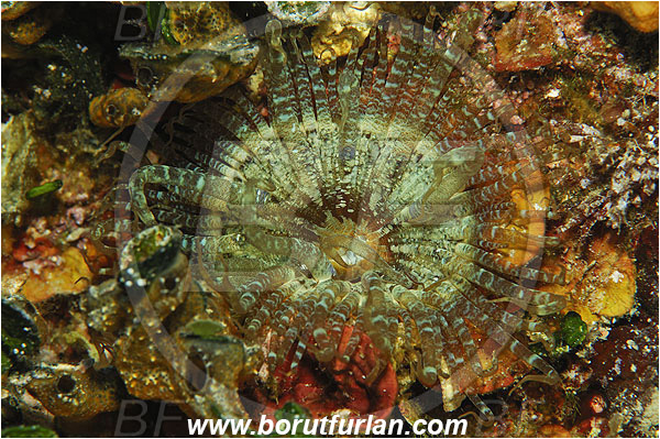 Island Susac, Croatia, Adriatic sea, Mediterranean sea, Aiptasia mutabilis, Aiptasia, Aiptasiidae, Anemone, Trumpet anemone, Glass anemone, Anthozoa, Cnidaria, Cnidarian