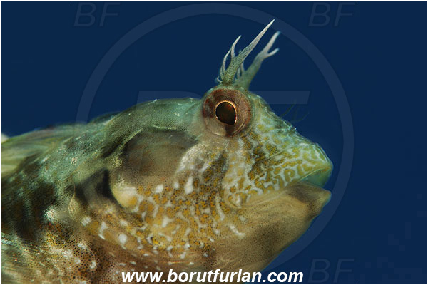Island Susac, Croatia, Adriatic sea, Mediterranean sea, Parablennius incognitus, Parablennius, Blenniidae, Mystery blenny, Blenny, Fish, Portrait