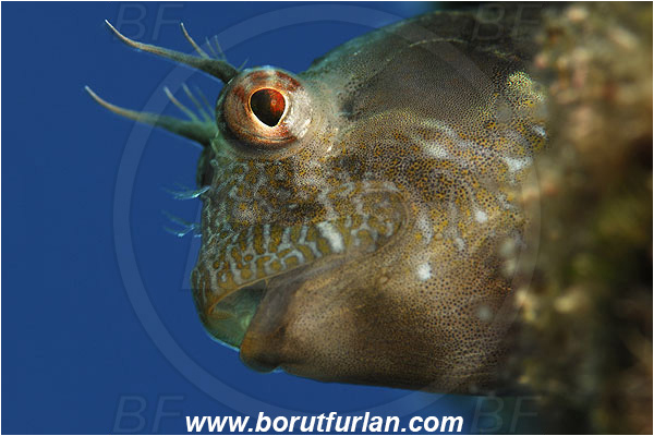 Island Susac, Croatia, Adriatic sea, Mediterranean sea, Parablennius incognitus, Parablennius, Blenniidae, Mystery blenny, Blenny, Fish, Portrait
