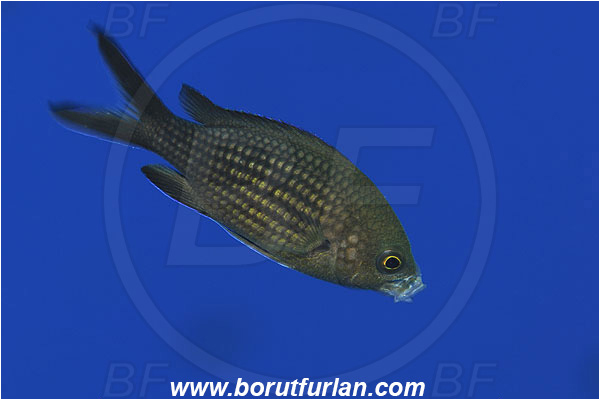 Island Susac, Croatia, Adriatic sea, Mediterranean sea, Chromis chromis, Chromis, Pomacentridae, Mediterranean damselfish, Damselfish, Fish