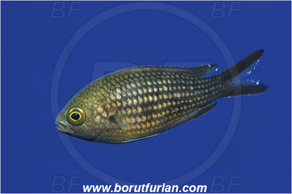 Island Susac, Croatia, Adriatic sea, Mediterranean sea, Chromis chromis, Chromis, Pomacentridae, Mediterranean damselfish, Damselfish, Fish