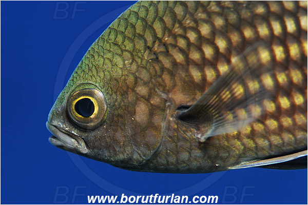 Island Susac, Croatia, Adriatic sea, Mediterranean sea, Chromis chromis, Chromis, Pomacentridae, Mediterranean damselfish, Damselfish, Fish, Portrait