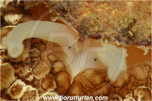 Island Susac, Croatia, Adriatic sea, Mediterranean sea, Umbraculum umbraculum, Umbraculum, Umbraculidae, Umbrella slug, Sea snail, Gastropoda, Mollusca, Mollusc, Portrait, Abstract