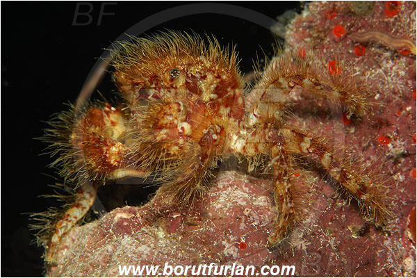 Island Susac, Croatia, Adriatic sea, Mediterranean sea, Pilumnus hirtellus, Pilumnus, Pilumnidae, Decapoda, Crustacea, Crustacean, Crab