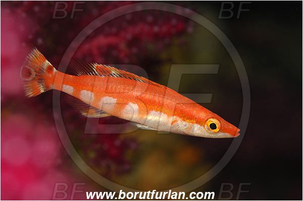 Island Susac, Croatia, Adriatic sea, Mediterranean sea, Lappanella fasciata, Lappanella, Labridae, Lappanella wrasse, Wrasse, Fish