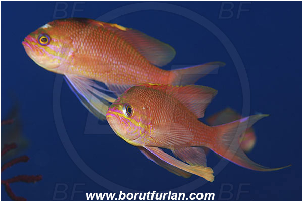 Island Susac, Croatia, Adriatic sea, Mediterranean sea, Anthias anthias, Anthias, Serranidae, Swallowtail seaperch, Seaperch, Fish