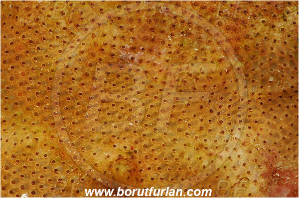 Island Susac, Croatia, Adriatic sea, Mediterranean sea, Schizobrachiella sp., Schizobrachiella, Schizoporellidae, Bryozoa, Bryozoan, Abstract