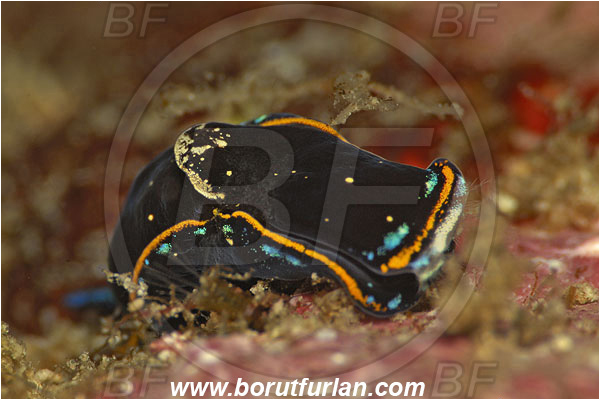 Island Susac, Croatia, Adriatic sea, Mediterranean sea, Philinopsis depicta, Philinopsis, Aglajidae, Headshield Slug, Nudibranch, Sea slug, Gastropoda, Mollusca