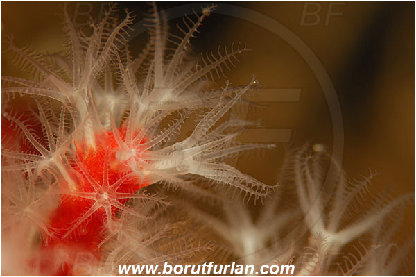 Island Susac, Croatia, Adriatic sea, Mediterranean sea, Corallium rubrum, Corallium, Coralliidae, Precious Coral, Red coral, Coral, Anthozoa, Cnidaria, Cnidarian, Abstract