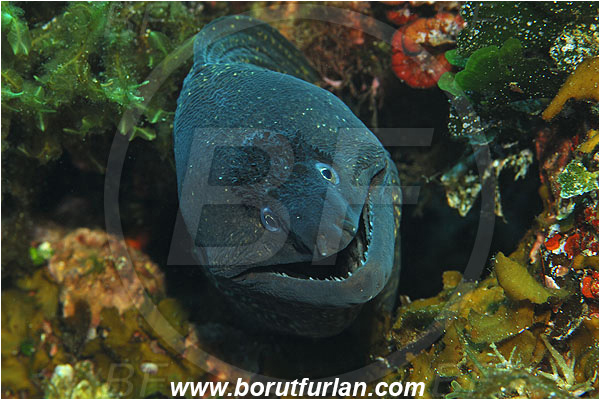 Island Susac, Croatia, Adriatic sea, Mediterranean sea, Muraena helena, Muraena, Muraenidae, Mediterranean moray, Moray, Fish, Portrait
