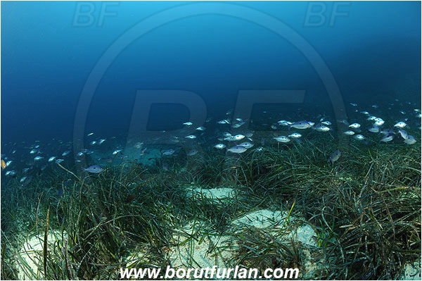 Island Susac, Croatia, Adriatic sea, Mediterranean sea, Reef, Posidonia oceanica, Posidonia, Posidoniaceae, Seagrass, Seagrass meadow, Spicara maena, Spicara, Centracanthidae, Blotched picarel, Picarel, Fish, Fish school