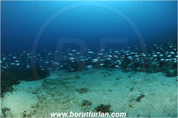 Island Susac, Croatia, Adriatic sea, Mediterranean sea, Reef, Posidonia oceanica, Posidonia, Posidoniaceae, Seagrass, Seagrass meadow, Spicara maena, Spicara, Centracanthidae, Blotched picarel, Picarel, Fish, Fish school, Sand