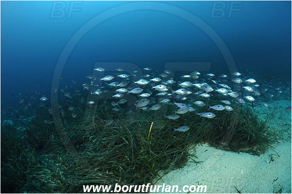 Island Susac, Croatia, Adriatic sea, Mediterranean sea, Reef, Posidonia oceanica, Posidonia, Posidoniaceae, Seagrass, Seagrass meadow, Spicara maena, Spicara, Centracanthidae, Blotched picarel, Picarel, Fish, Fish school