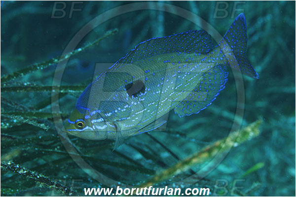Island Susac, Croatia, Adriatic sea, Mediterranean sea, Spicara maena, Spicara, Centracanthidae, Blotched picarel, Picarel, Fish