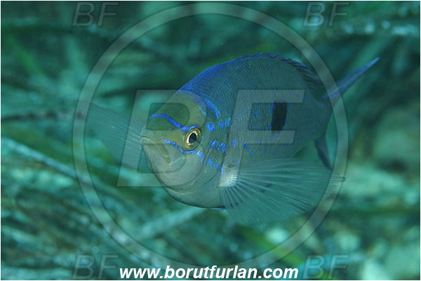 Island Susac, Croatia, Adriatic sea, Mediterranean sea, Spicara maena, Spicara, Centracanthidae, Blotched picarel, Picarel, Fish