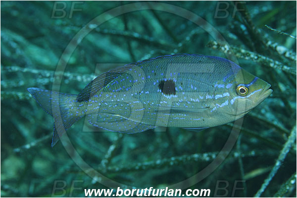 Island Susac, Croatia, Adriatic sea, Mediterranean sea, Spicara maena, Spicara, Centracanthidae, Blotched picarel, Picarel, Fish