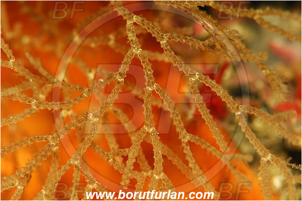 Island Susac, Croatia, Adriatic sea, Mediterranean sea, Margaretta sp., Margaretta, Margarettidae, Bryozoa, Bryozoan, Abstract