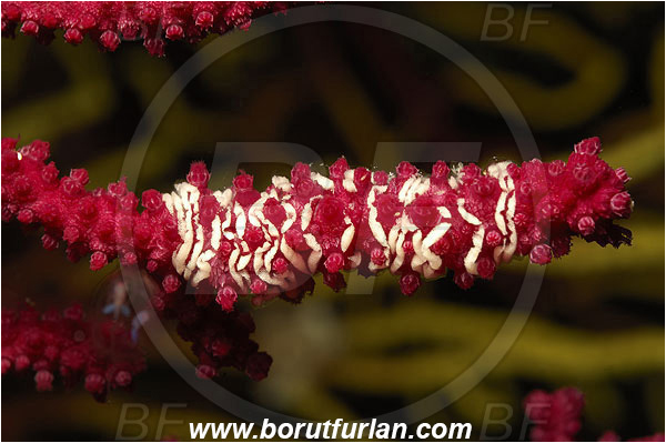 Island Susac, Croatia, Adriatic sea, Mediterranean sea, Paramuricea clavata, Paramuricea, Plexauridae, Mediterranean gorgonian, Sea fan, Coral, Cnidaria, Cnidarian, Abstract, White eggs, Eggs, Unidentified