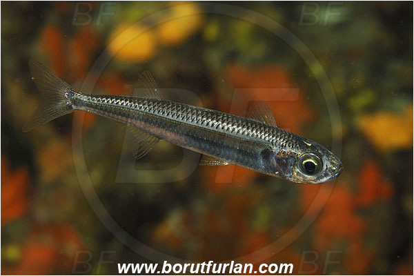 Island Susac, Croatia, Adriatic sea, Mediterranean sea, Atherina hepsetus, Atherina, Atherinidae, Mediterranean sand smelt, Smelt, Fish