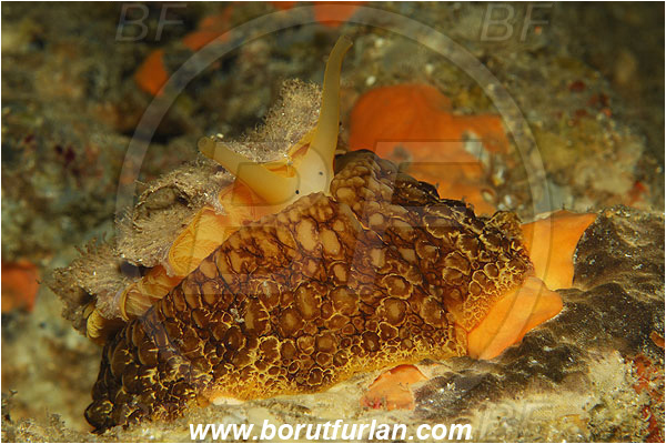 Island Susac, Croatia, Adriatic sea, Mediterranean sea, Umbraculum umbraculum, Umbraculum, Umbraculidae, Umbrella slug, Sea snail, Gastropoda, Mollusca, Mollusc