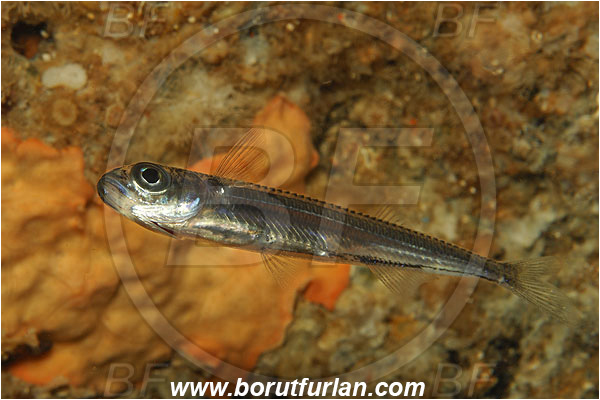 Island Susac, Croatia, Adriatic sea, Mediterranean sea, Atherina hepsetus, Atherina, Atherinidae, Mediterranean sand smelt, Smelt, Fish