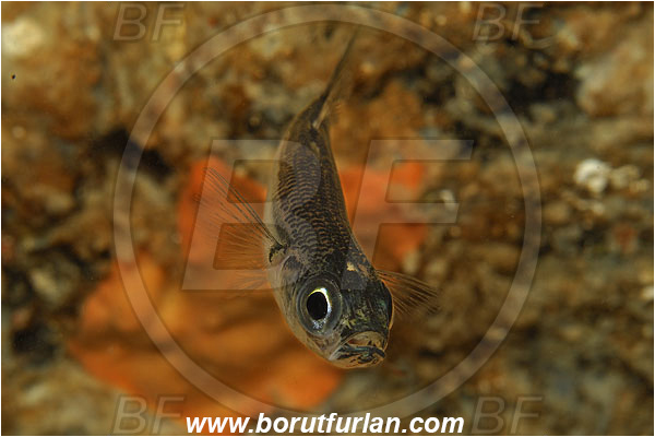 Island Susac, Croatia, Adriatic sea, Mediterranean sea, Atherina hepsetus, Atherina, Atherinidae, Mediterranean sand smelt, Smelt, Fish