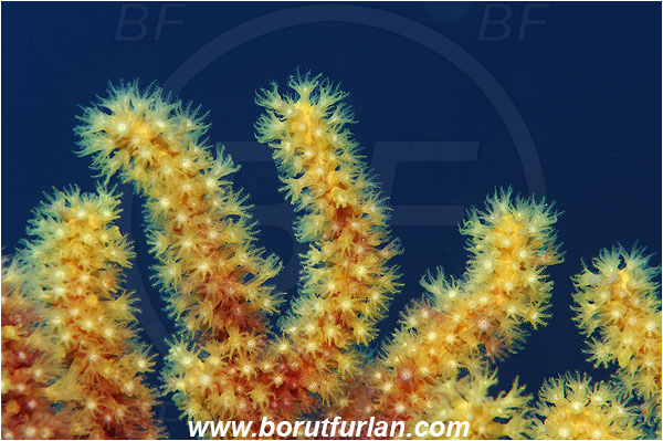 Island Susac, Croatia, Adriatic sea, Mediterranean sea, Paramuricea clavata, Paramuricea, Plexauridae, Mediterranean gorgonian, Red gorgonian, Sea fan, Coral, Cnidaria, Cnidarian, Abstract