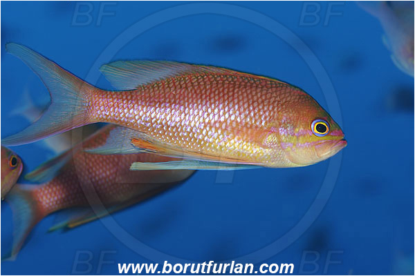 Island Susac, Croatia, Adriatic sea, Mediterranean sea, Anthias anthias, Anthias, Serranidae, Swallowtail seaperch, Seaperch, Fish