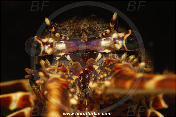 Island Susac, Croatia, Adriatic sea, Mediterranean sea, Palinurus elephas, Palinurus, Palinuridae, Decapoda, European spiny lobster, Spiny lobster, Lobster, Crustacea, Crustacean, Portrait, Eyes