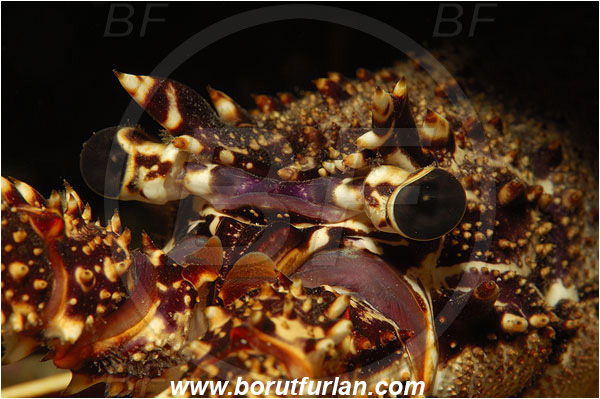 Island Susac, Croatia, Adriatic sea, Mediterranean sea, Palinurus elephas, Palinurus, Palinuridae, Decapoda, European spiny lobster, Spiny lobster, Lobster, Crustacea, Crustacean, Portrait, Eyes