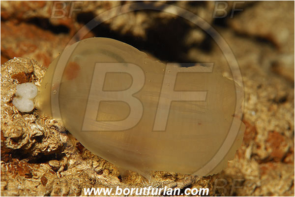 Island Susac, Croatia, Adriatic sea, Mediterranean sea, Ciona sp., Ciona, Cionidae, Sea squirt, Ascidiacea, Tunicata, Tunicate