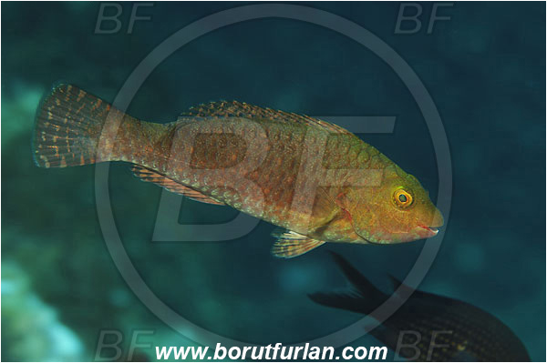 Island Susac, Croatia, Adriatic sea, Mediterranean sea, Sparisoma cretense, Sparisoma, Scaridae, Mediterranean parrotfish, Parrotfish, Wrasse, Fish, Juvenile
