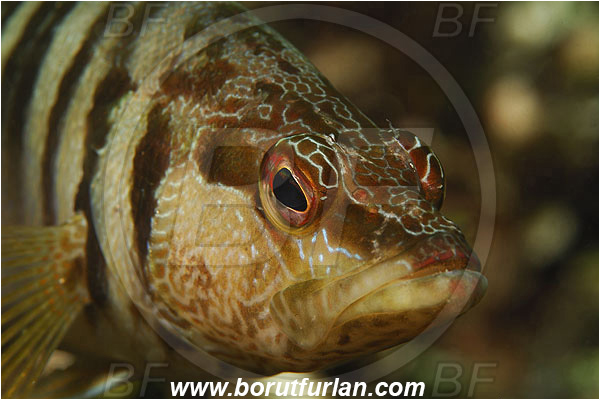 Island Susac, Croatia, Adriatic sea, Mediterranean sea, Serranus scriba, Serranus, Serranidae, Painted comber, Fish, Portrait