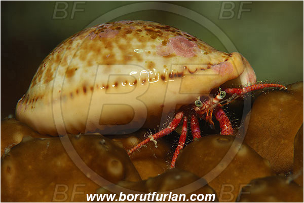 Island Susac, Croatia, Adriatic sea, Mediterranean sea, Dardanus calidus, Dardanus, Diogenidae, Crustacea, Crustacean, Red hermit crab, Hermit crab, Crab, Juvenile