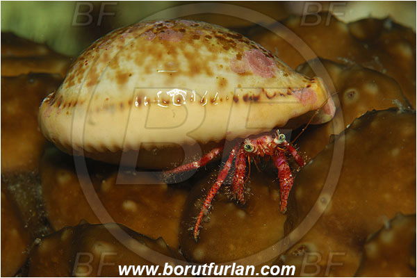Island Susac, Croatia, Adriatic sea, Mediterranean sea, Dardanus calidus, Dardanus, Diogenidae, Crustacea, Crustacean, Red hermit crab, Hermit crab, Crab, Juvenile