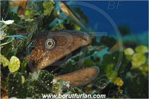 Island Susac, Croatia, Adriatic sea, Mediterranean sea, Muraena helena, Muraena, Muraenidae, Mediterranean moray, Moray, Fish, Portrait