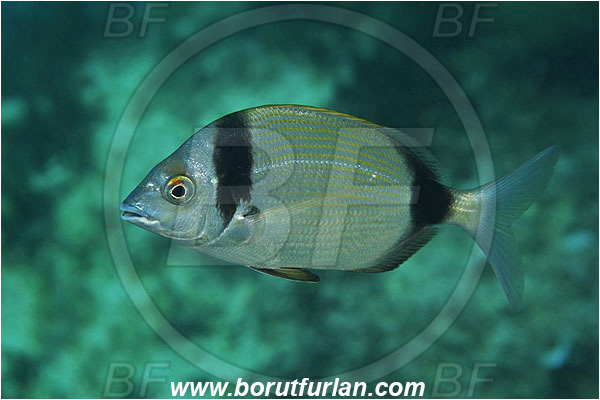 Island Susac, Croatia, Adriatic sea, Mediterranean sea, Diplodus vulgaris, Diplodus, Sparidae, Common two-banded seabream, Seabream, Fish