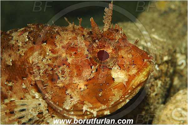Island Susac, Croatia, Adriatic sea, Mediterranean sea, Scorpaena porcus, Scorpaena, Scorpaenidae, Brown scorpionfish, Scorpionfish, Fish, Portrait