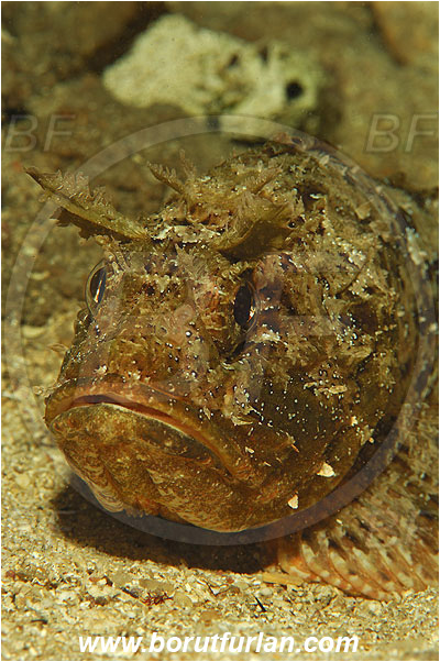 Island Susac, Croatia, Adriatic sea, Mediterranean sea, Scorpaena porcus, Scorpaena, Scorpaenidae, Brown scorpionfish, Scorpionfish, Fish, Portrait