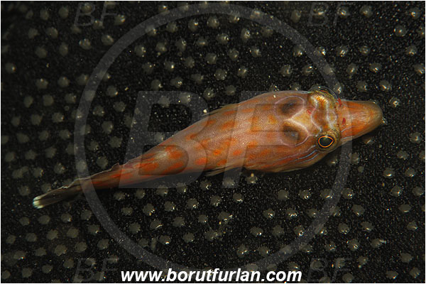 Island Susac, Croatia, Adriatic sea, Mediterranean sea, Lepadogaster lepadogaster, Lepadogaster, Gobiesocidae, Shore clingfish, Clingfish, Fish