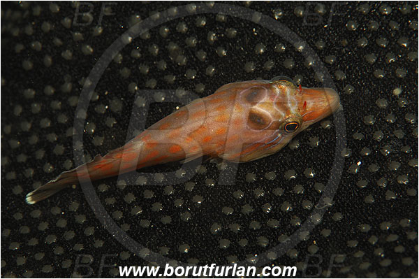 Island Susac, Croatia, Adriatic sea, Mediterranean sea, Lepadogaster lepadogaster, Lepadogaster, Gobiesocidae, Shore clingfish, Clingfish, Fish