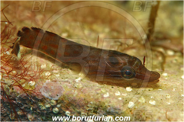Island Susac, Croatia, Adriatic sea, Mediterranean sea, Lepadogaster lepadogaster, Lepadogaster, Gobiesocidae, Shore clingfish, Clingfish, Fish