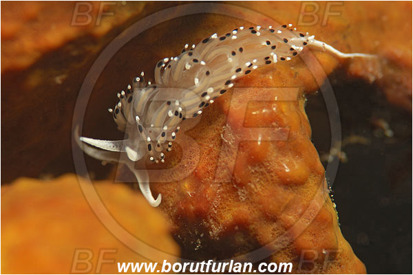Piran, Slovenia, Adriatic sea, Mediterranean sea, Caloria elegans, Caloria, Facelinidae, Caloria nudibranch, Nudibranch, Sea slug, Gastropoda, Mollusca