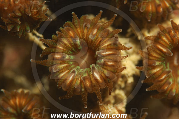 Piran, Slovenia, Adriatic sea, Mediterranean sea, Cladocora caespitosa, Cladocora, Family: Scleractinia incertae sedis, Mediterranean pillow coral, Coral, Anthozoa, Cnidaria, Cnidarian, Abstract