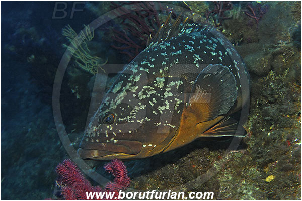 Port-Cros, France, Mediterranean sea, Epinephelus marginatus, Epinephelus, Serranidae, Dusky grouper, Grouper, Fish, Reef