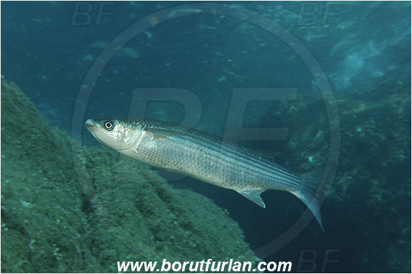 Port-Cros, France, Mediterranean sea, Oedalechilus labeo, Oedalechilus, Mugilidae, Boxlip mullet, Mullet, Fish